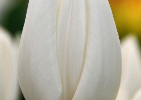 Tulipa Hakuun ® (3)